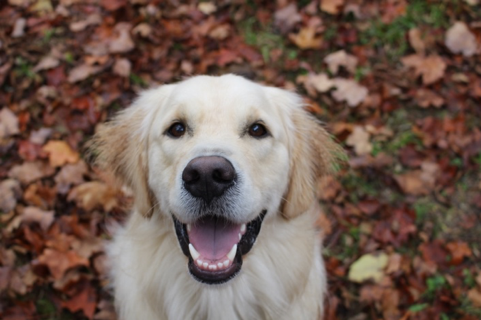 Baxter the Golden Retriever